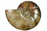 Flashy Red Iridescent Ammonite #155193-1